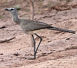 Black-legged seriema
