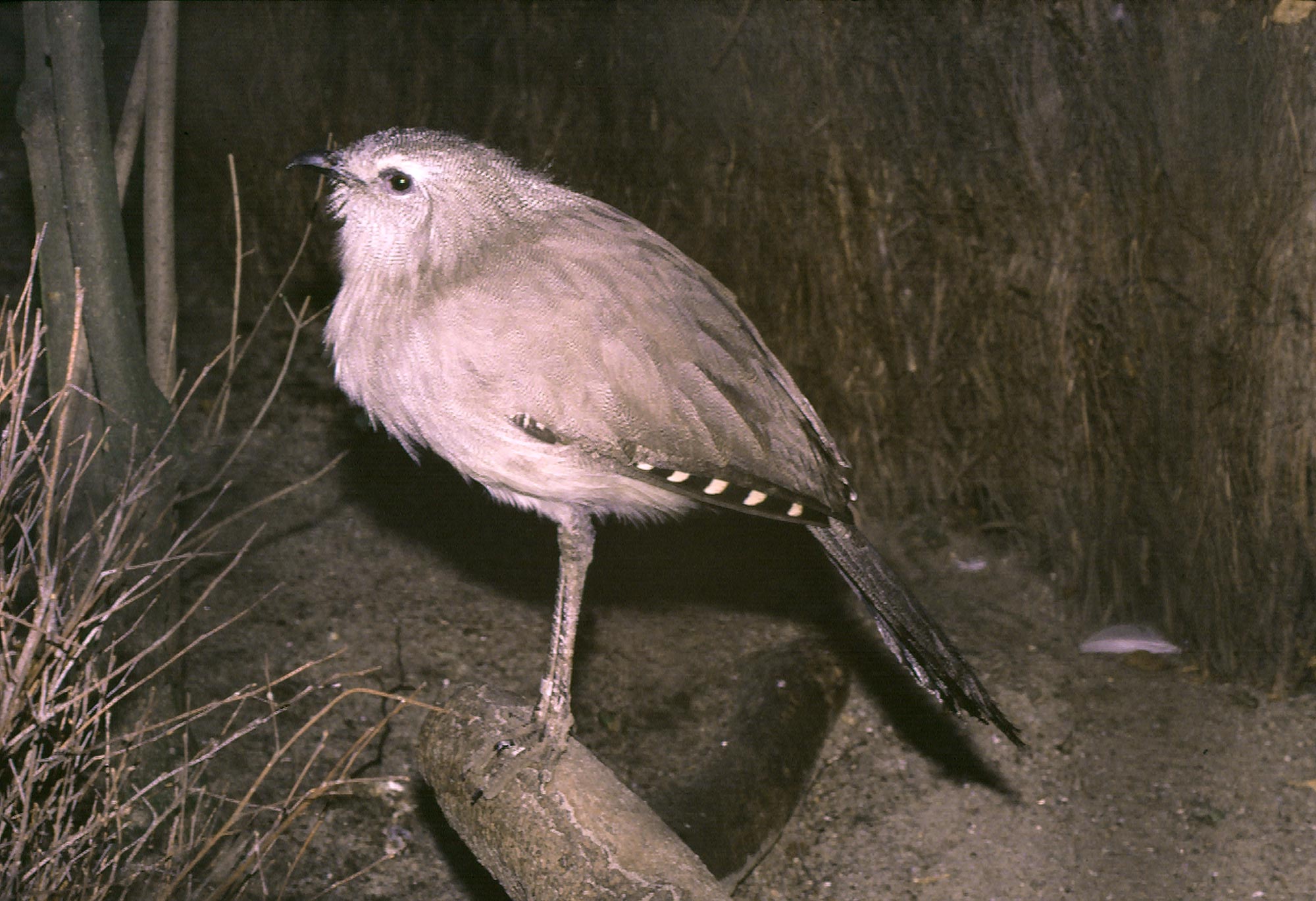 Pretty Black-legged seriema
