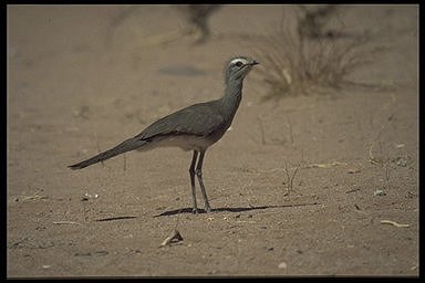 Pretty Black-legged seriema