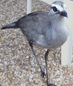 Pretty Black-legged seriema