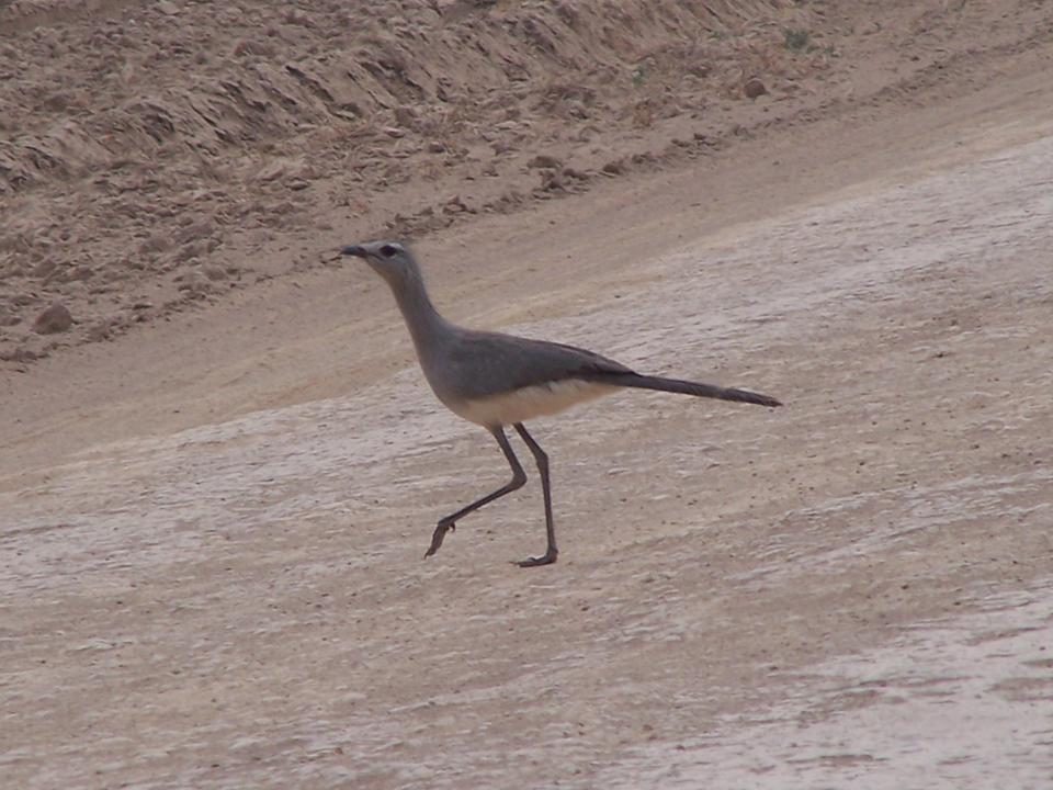 Pretty Black-legged seriema