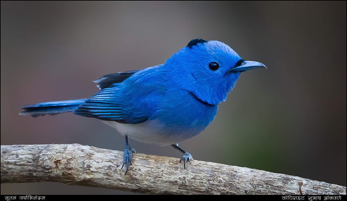 Black-naped monarch