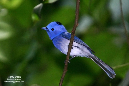 Pretty Black-naped monarch