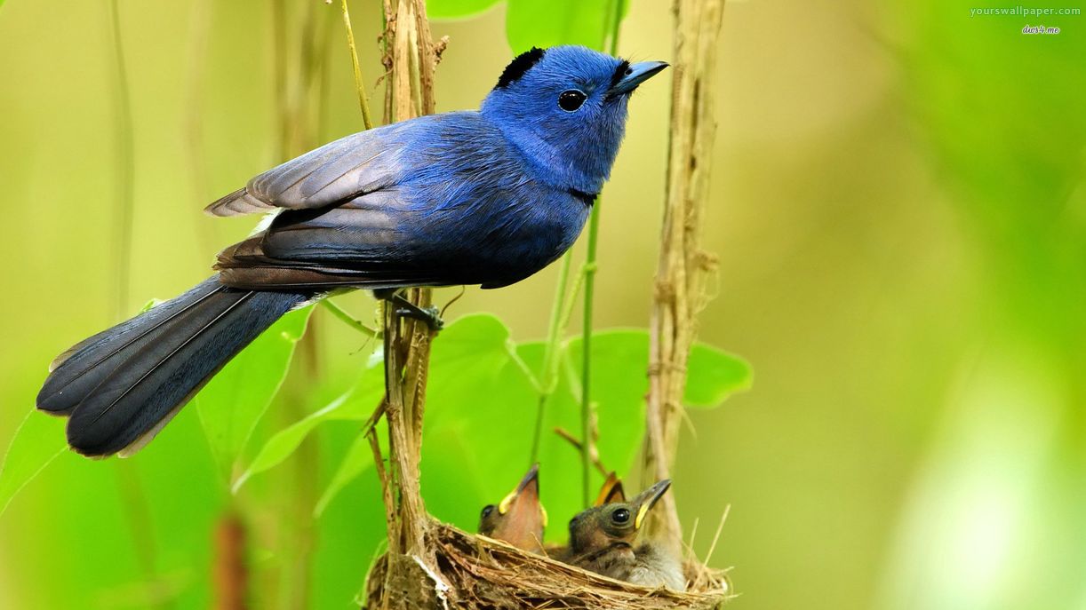 Pretty Black-naped monarch