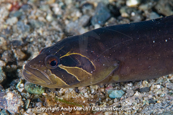 Black prickleback