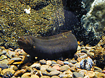 Pretty Black prickleback