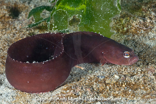 Pretty Black prickleback