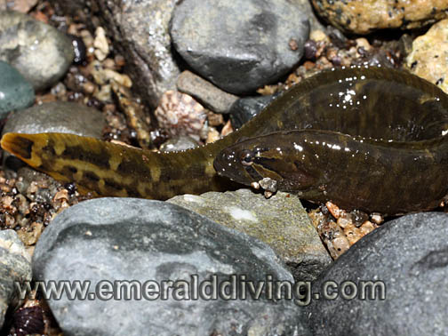 Pretty Black prickleback