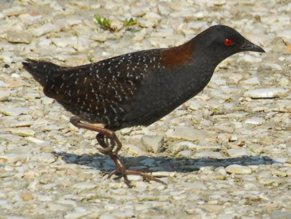 Pretty Black rail