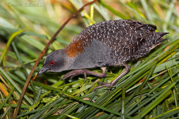 Pretty Black rail