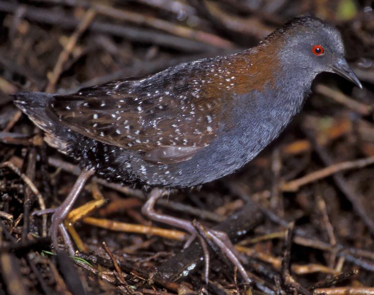 Pretty Black rail