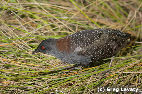 Pretty Black rail
