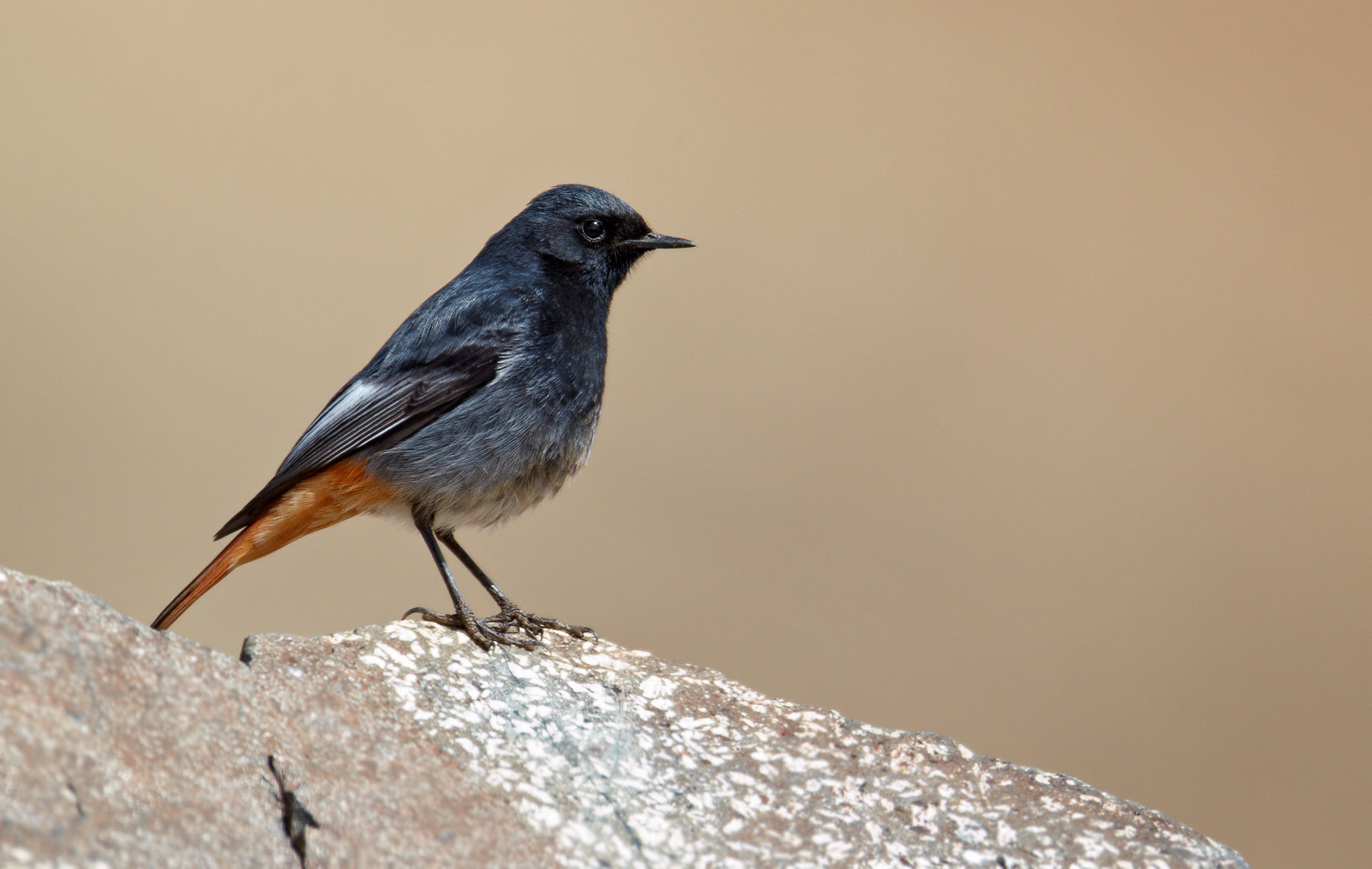 Black redstart
