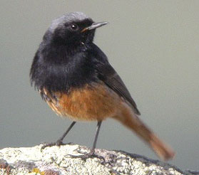 Pretty Black redstart