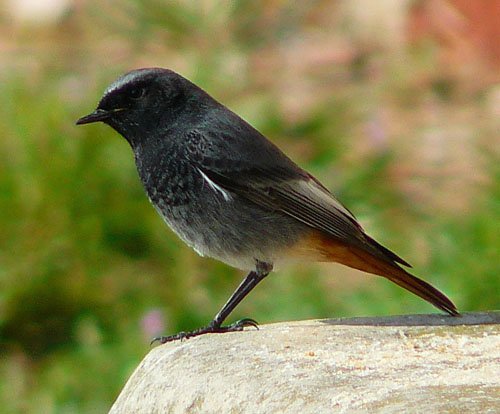 Pretty Black redstart