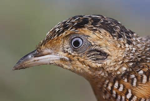 Black-rumped buttonquail