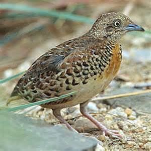 Pretty Black-rumped buttonquail
