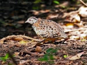 Pretty Black-rumped buttonquail