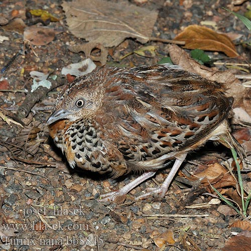 Pretty Black-rumped buttonquail