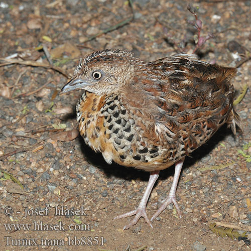 Pretty Black-rumped buttonquail
