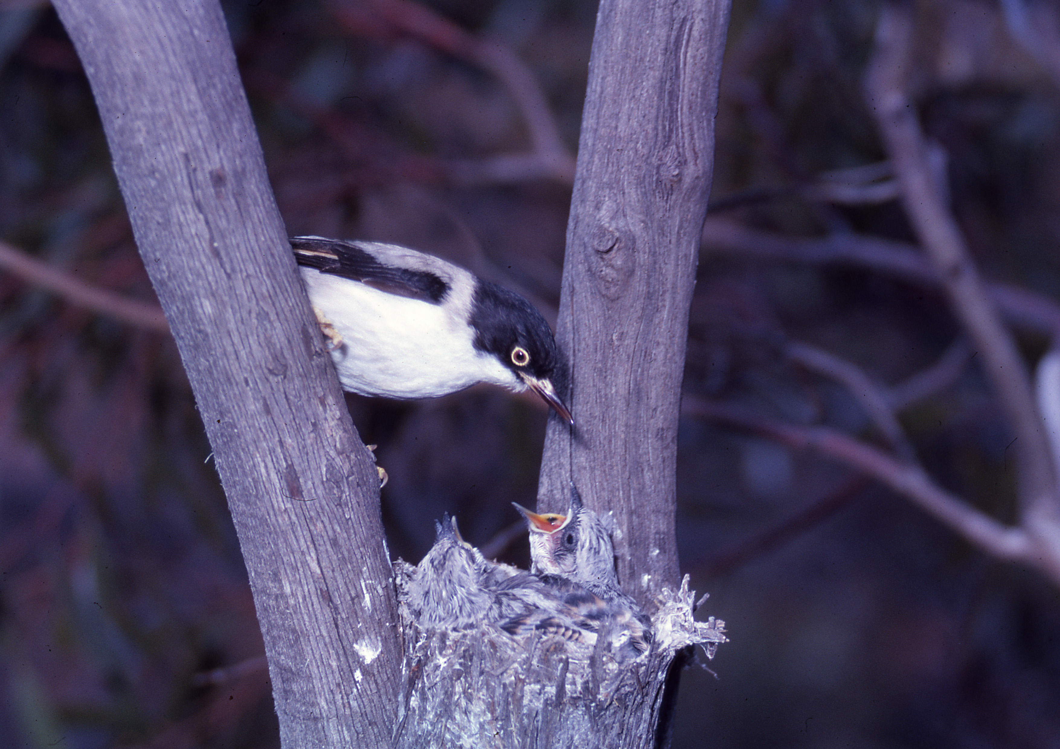 Black sittella