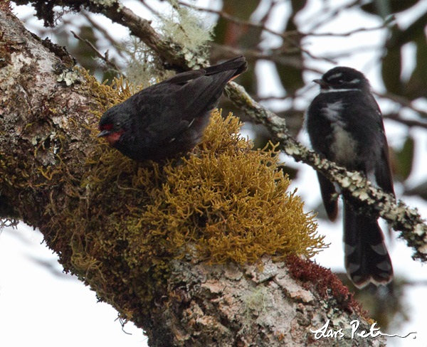 Pretty Black sittella