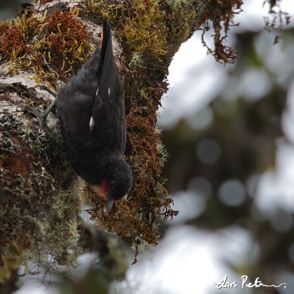Pretty Black sittella