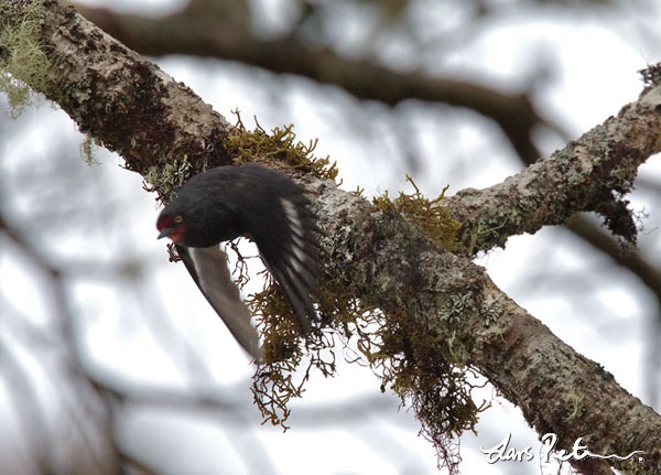 Pretty Black sittella