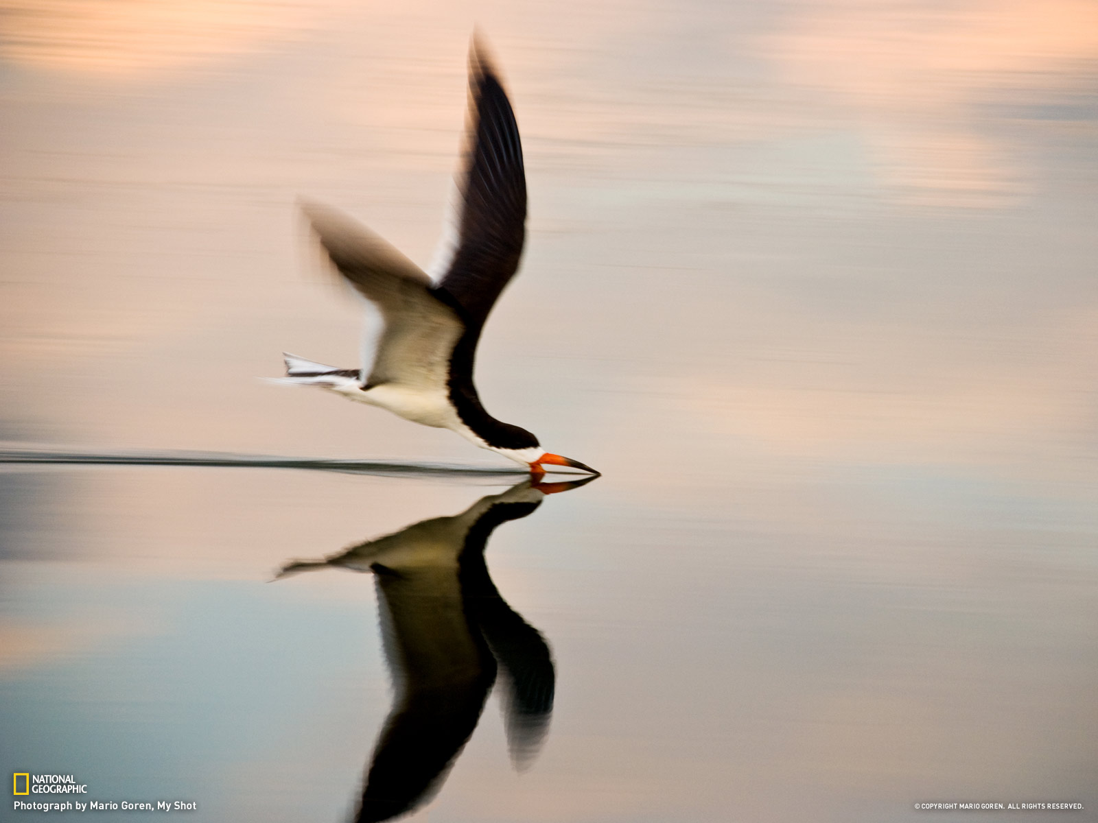 Black skimmer