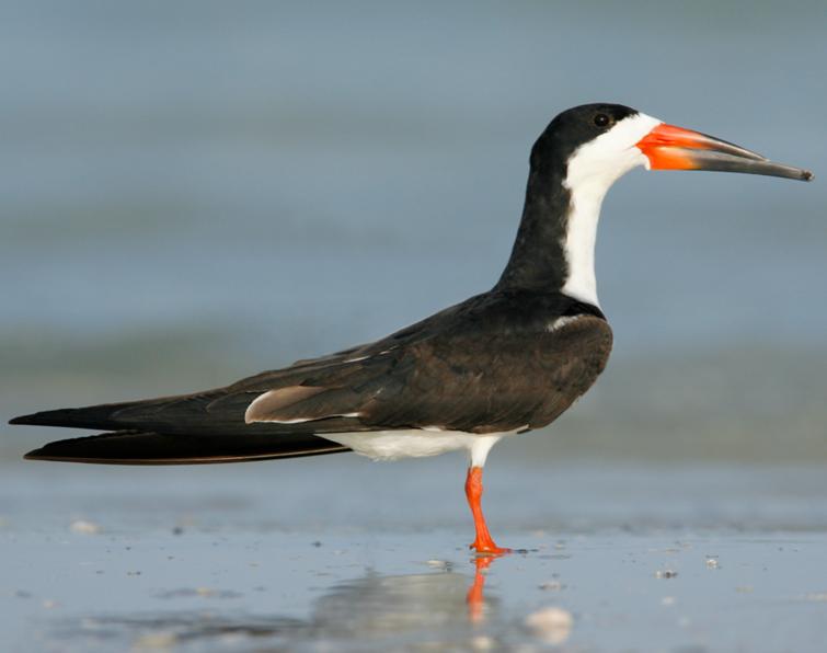 Pretty Black skimmer