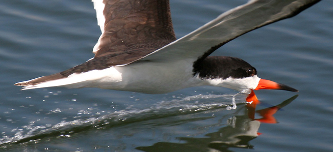 Pretty Black skimmer