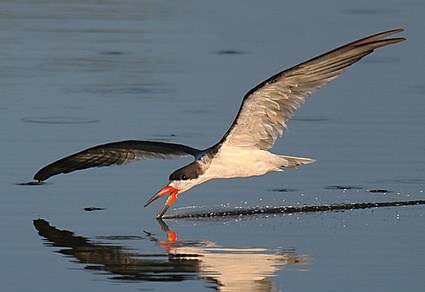 Pretty Black skimmer