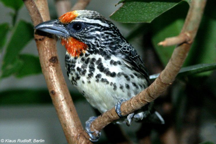 Black-spotted barbet