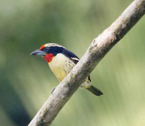 Pretty Black-spotted barbet