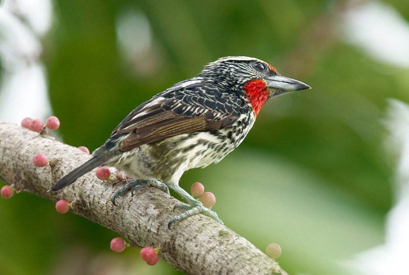 Pretty Black-spotted barbet