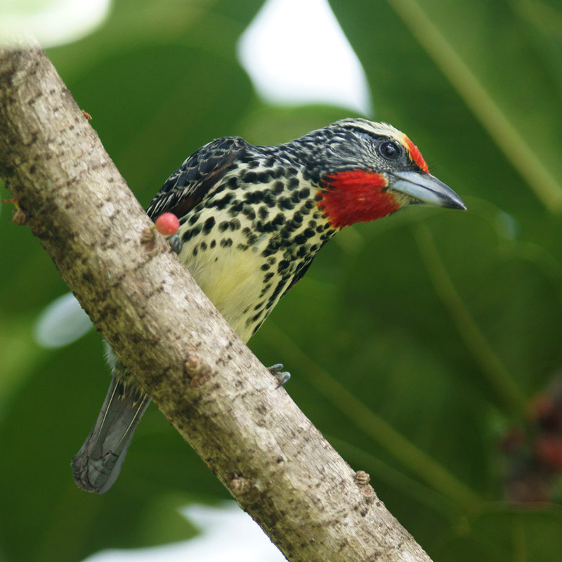 Pretty Black-spotted barbet