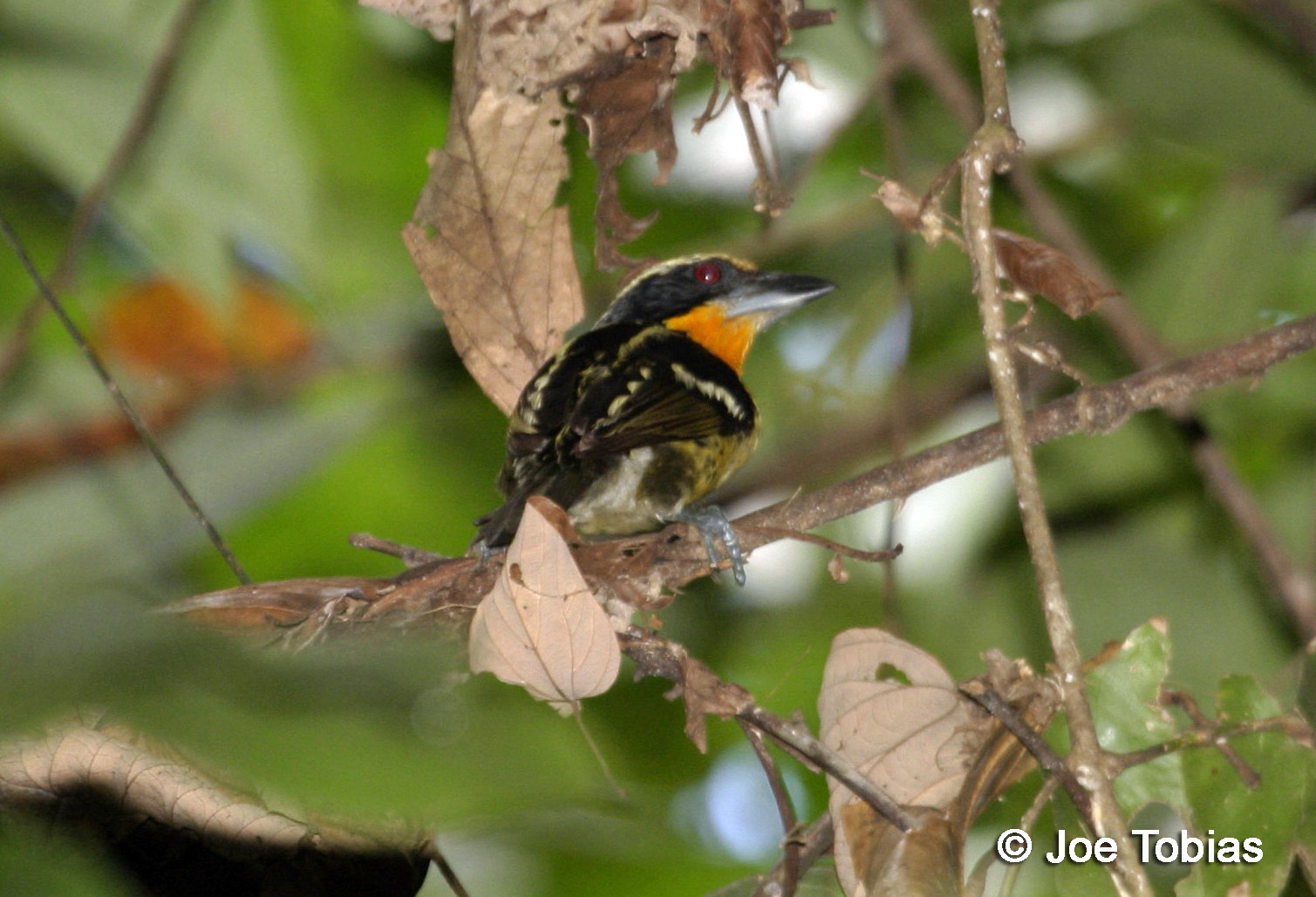 Pretty Black-spotted barbet