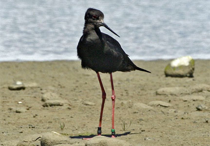Black stilt