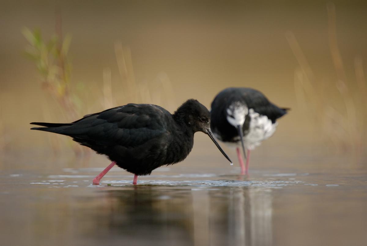 Pretty Black stilt