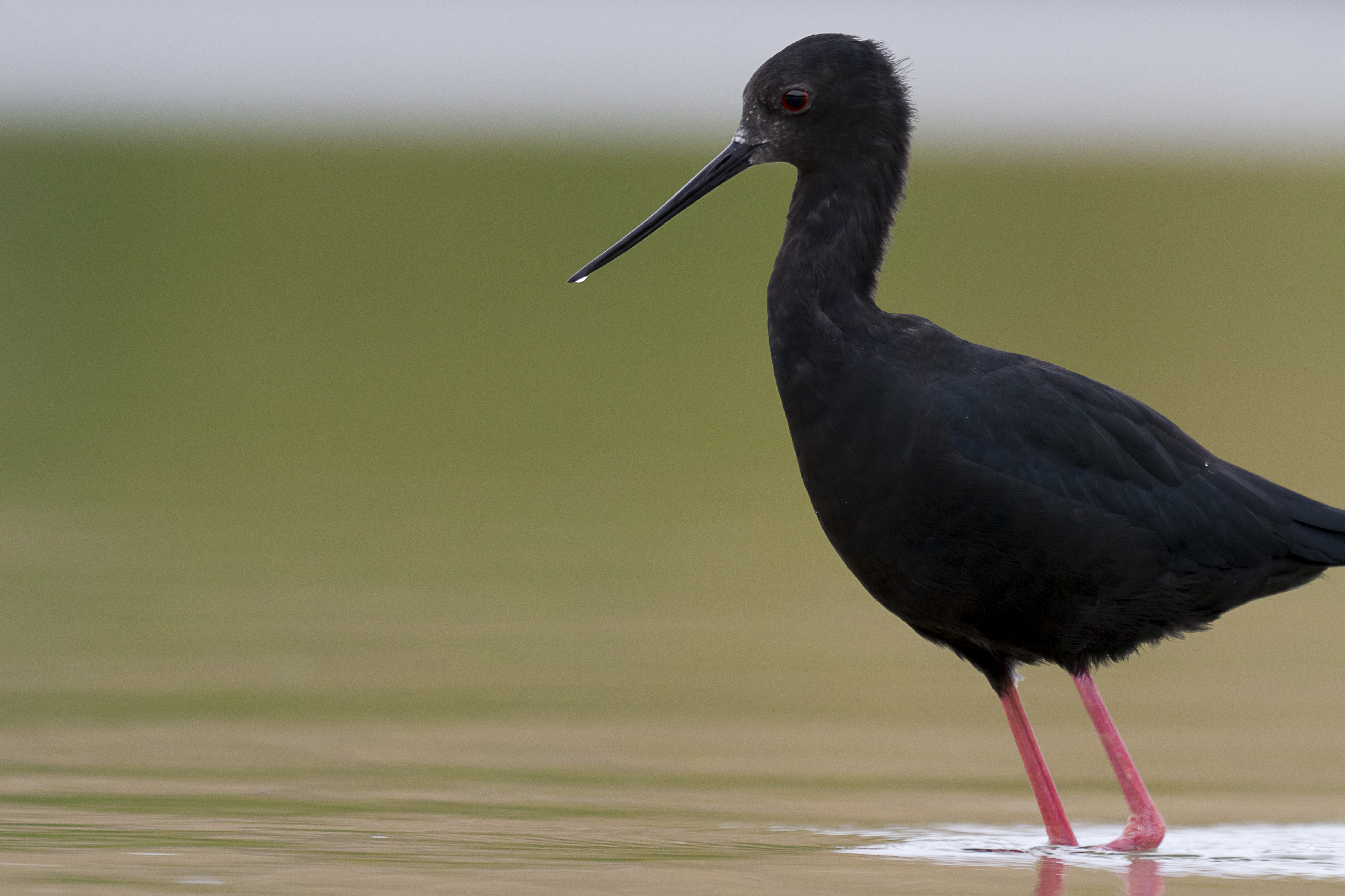 Pretty Black stilt