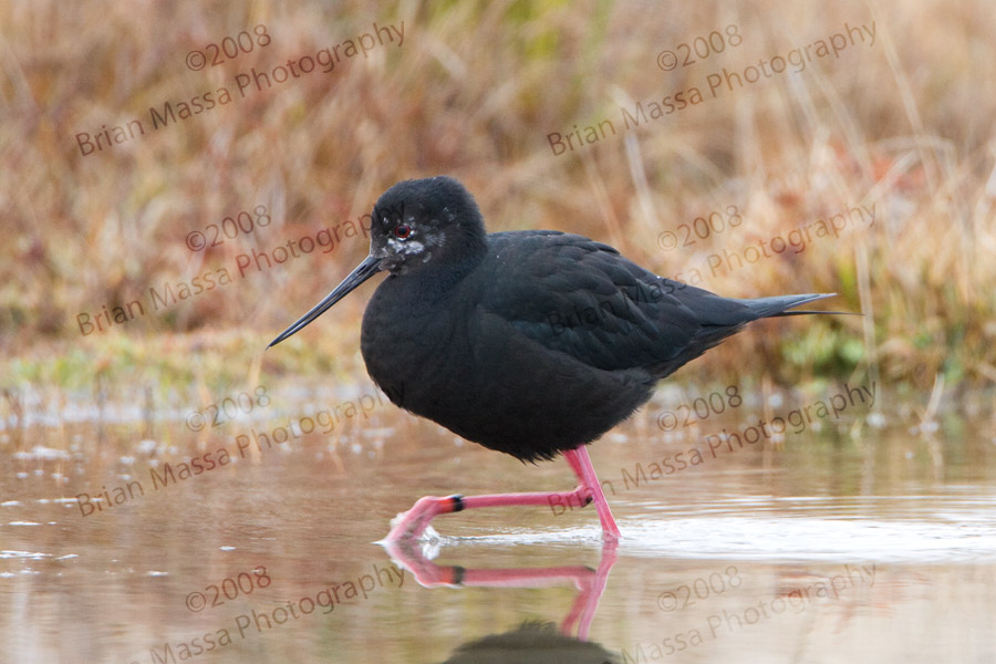 Pretty Black stilt