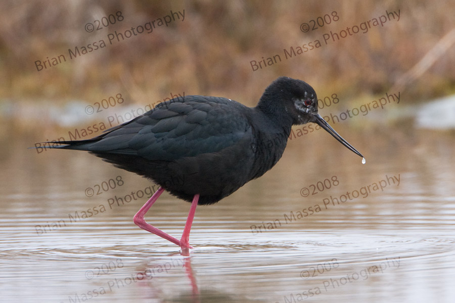 Pretty Black stilt