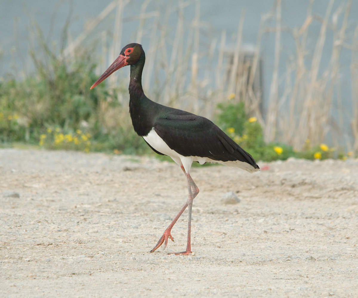 Black stork