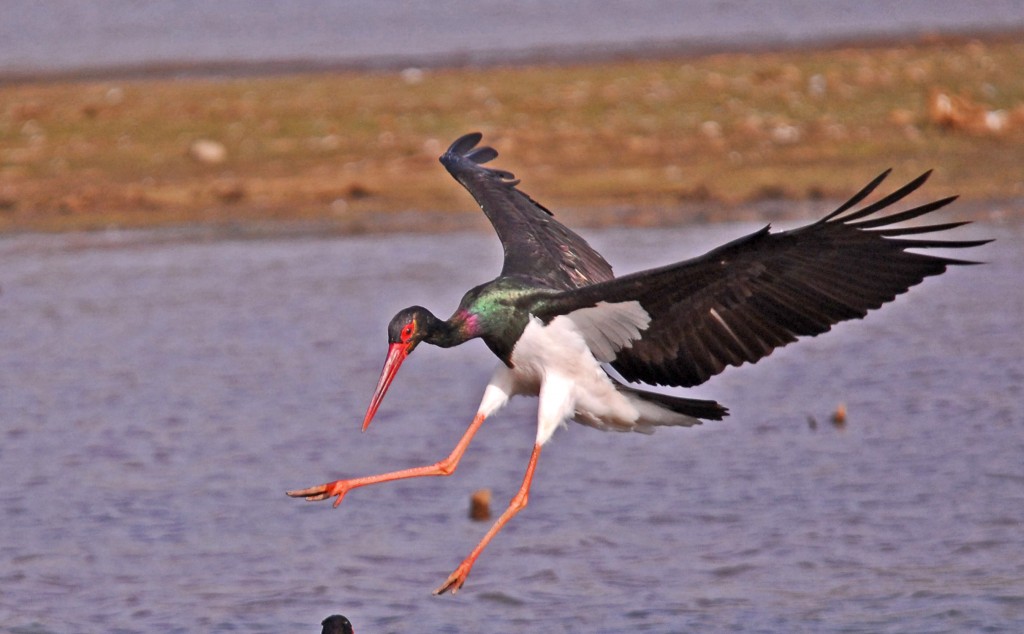 Pretty Black stork