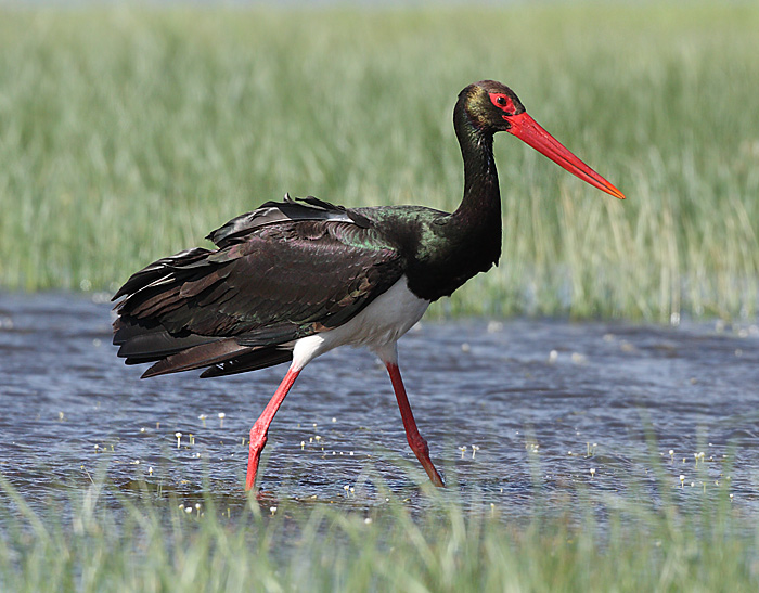 Pretty Black stork