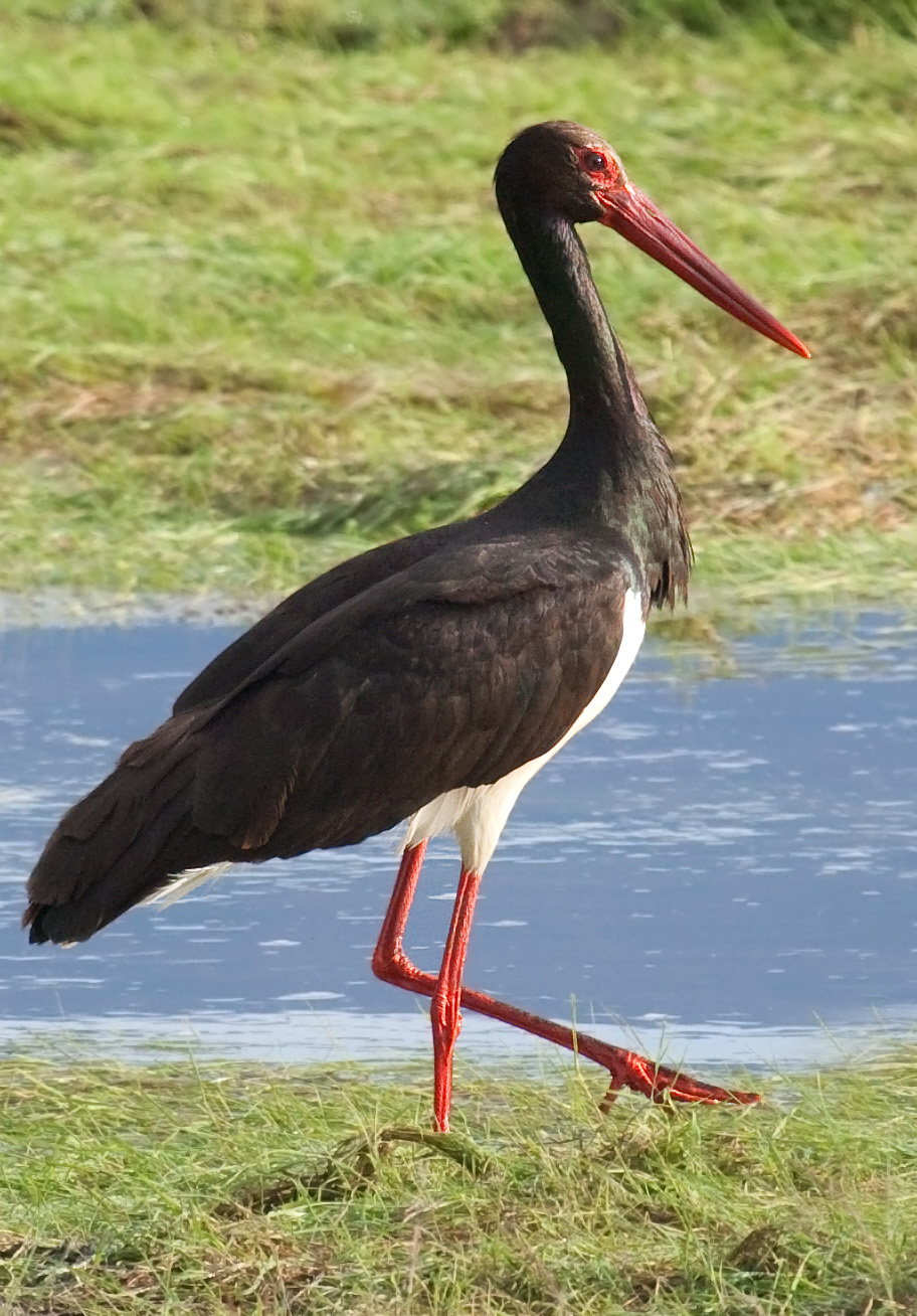 Pretty Black stork