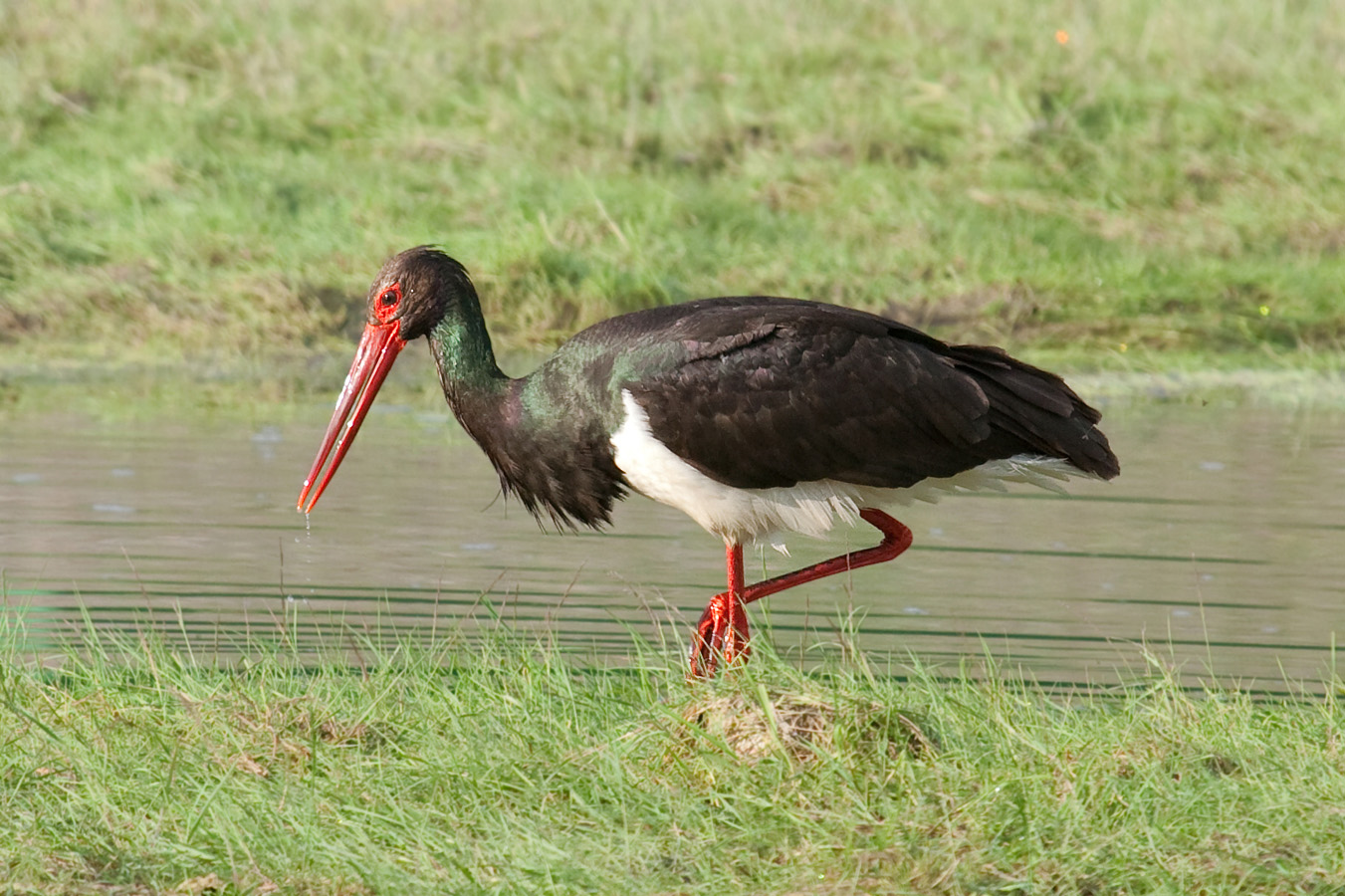 Pretty Black stork