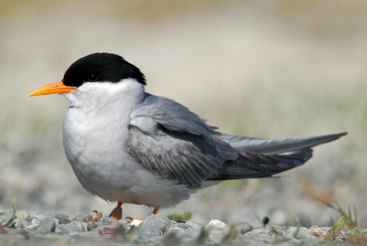 Black tern