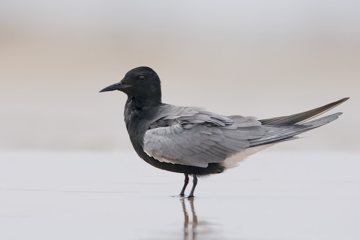 Pretty Black tern