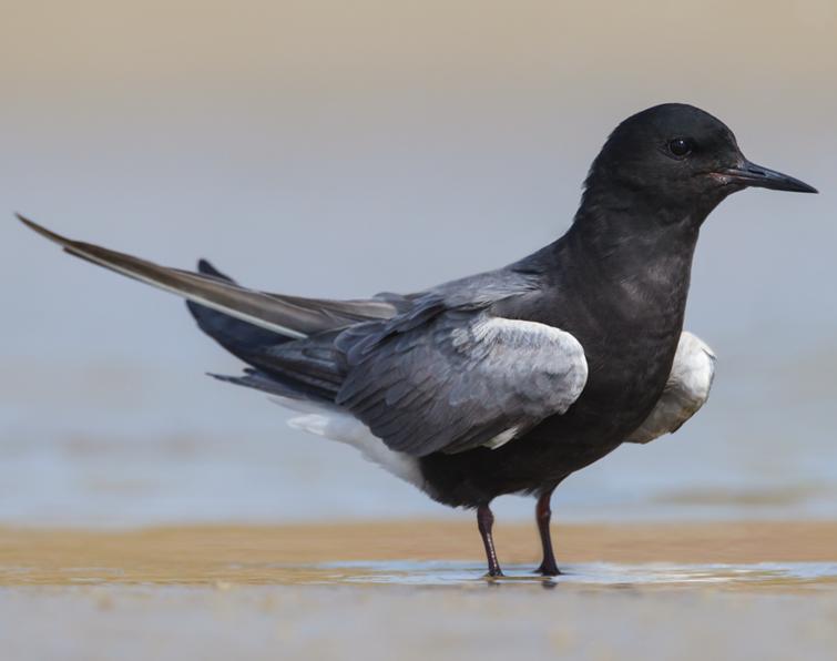 Pretty Black tern